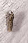 Yponomeuta sedella