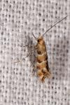Phyllonorycter trifasciella