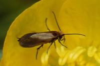Micropterix calthella