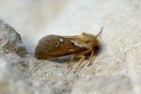 Korscheltellus lupulinus