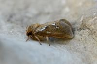 Korscheltellus lupulinus