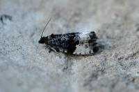 Hedya pruniana