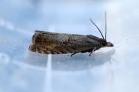 Dichrorampha aeratana