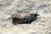 Dichrorampha aeratana