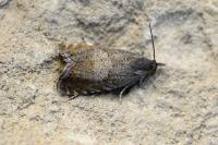 Dichrorampha aeratana