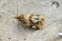 Aethes hartmanniana/piercei