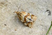 Aethes hartmanniana/piercei