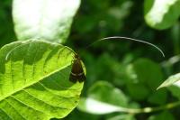 Adela australis
