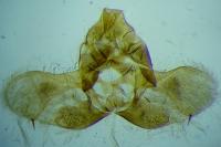 Isotrias stramentana