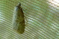 Isotrias stramentana