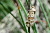 Isotrias stramentana