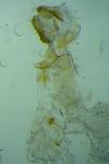 Isotrias stramentana