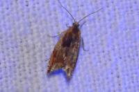 Ancylis mitterbacheriana
