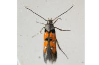 Chrysoclista linneella