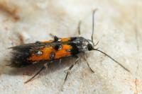 Chrysoclista linneella