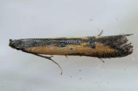 Mesophleps trinotella