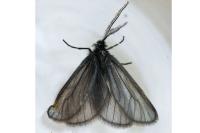 Heterogynis