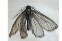 Heterogynis