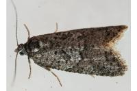 Cnephasia