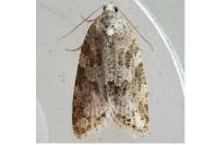 Cnephasia