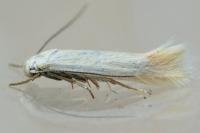 Elachista