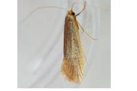 Nematopogon