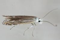 Isophrictis