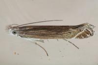 Isophrictis