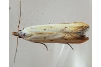 Mesophleps silacella