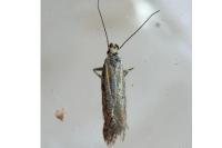 Metzneria