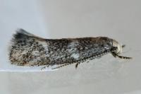 Elachista