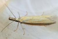 Pleurota