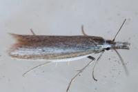Pleurota