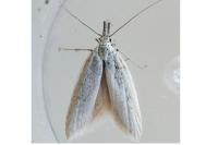 Pleurota