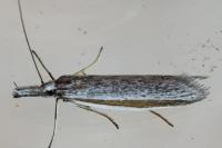 Pleurota ericella