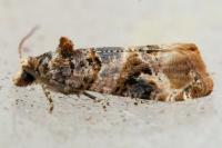 Lobesia botrana