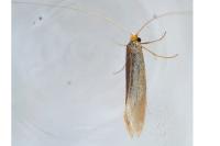 Nematopogon