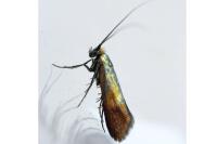 Nemophora