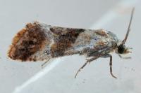 Cochylidia
