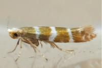 Argyresthia trifasciata