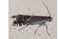 Glyphipterix