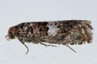 Epiblema