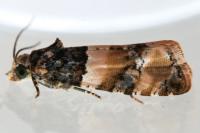 Lobesia bicinctana