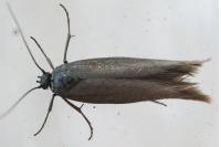 Scythris