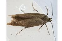 Scythris