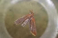 Dichomeris ustalella