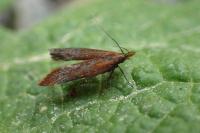Dichomeris ustalella