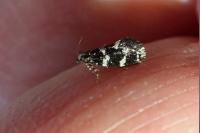 Narycia duplicella