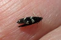 Narycia duplicella