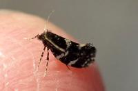 Narycia duplicella